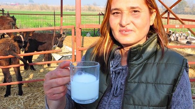 eşek sütü
